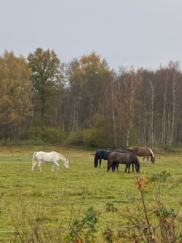 ПЕРЕВОДЧИК в НОРДЕРШТЕДТ (NORDERSTEDT) 